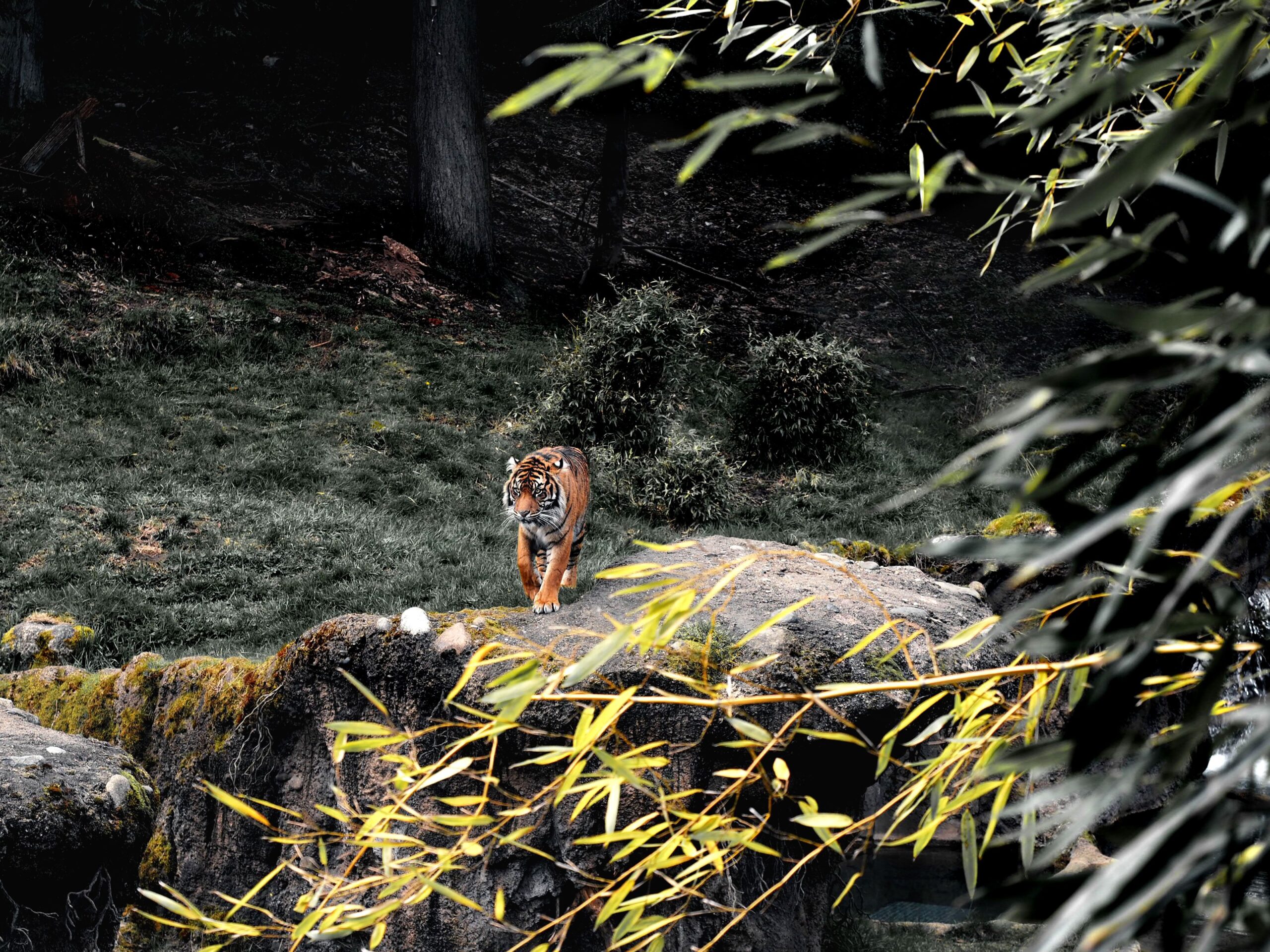 tiger pic scaled.jpg